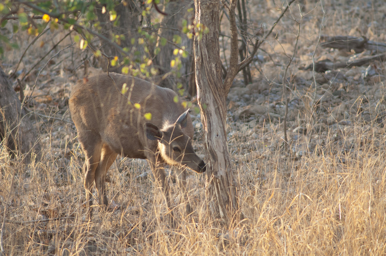 How Far Can Deer Smell?