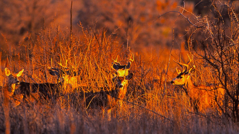 What Is Deer Fever (Buck Fever)? Causes, Symptoms, and How to Beat It
