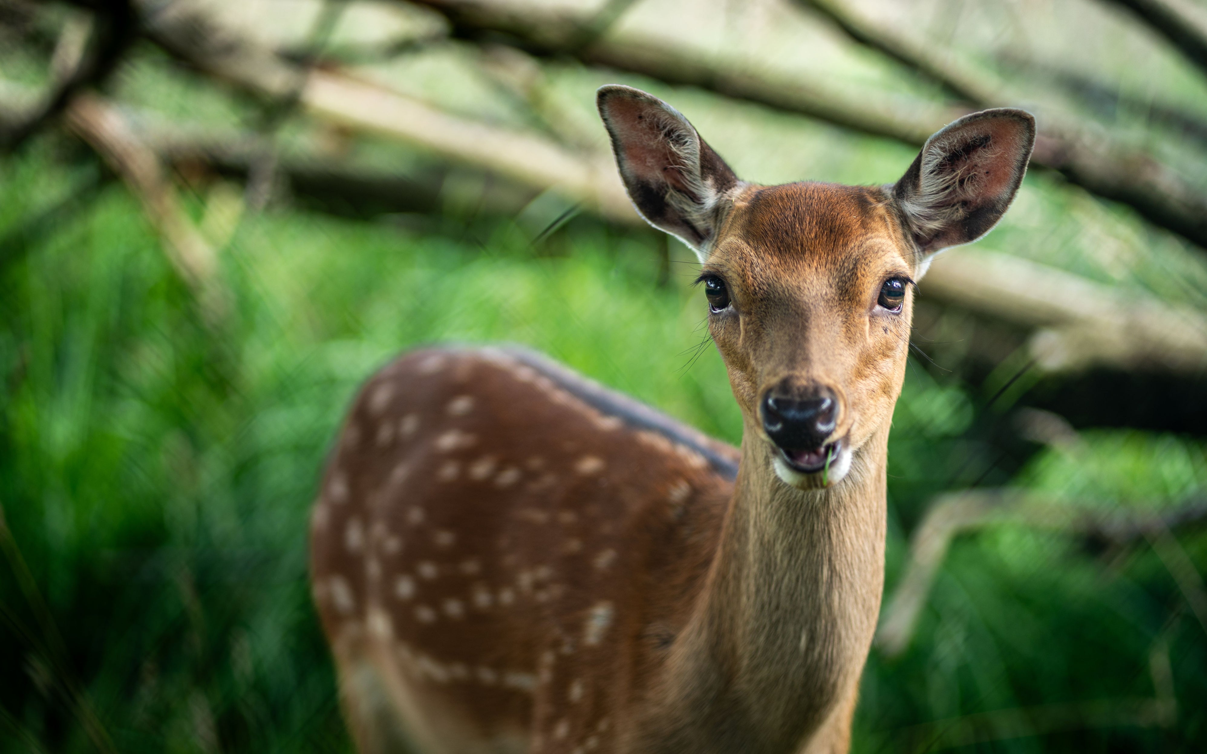How to Tell How Old a White-Tailed Deer Is