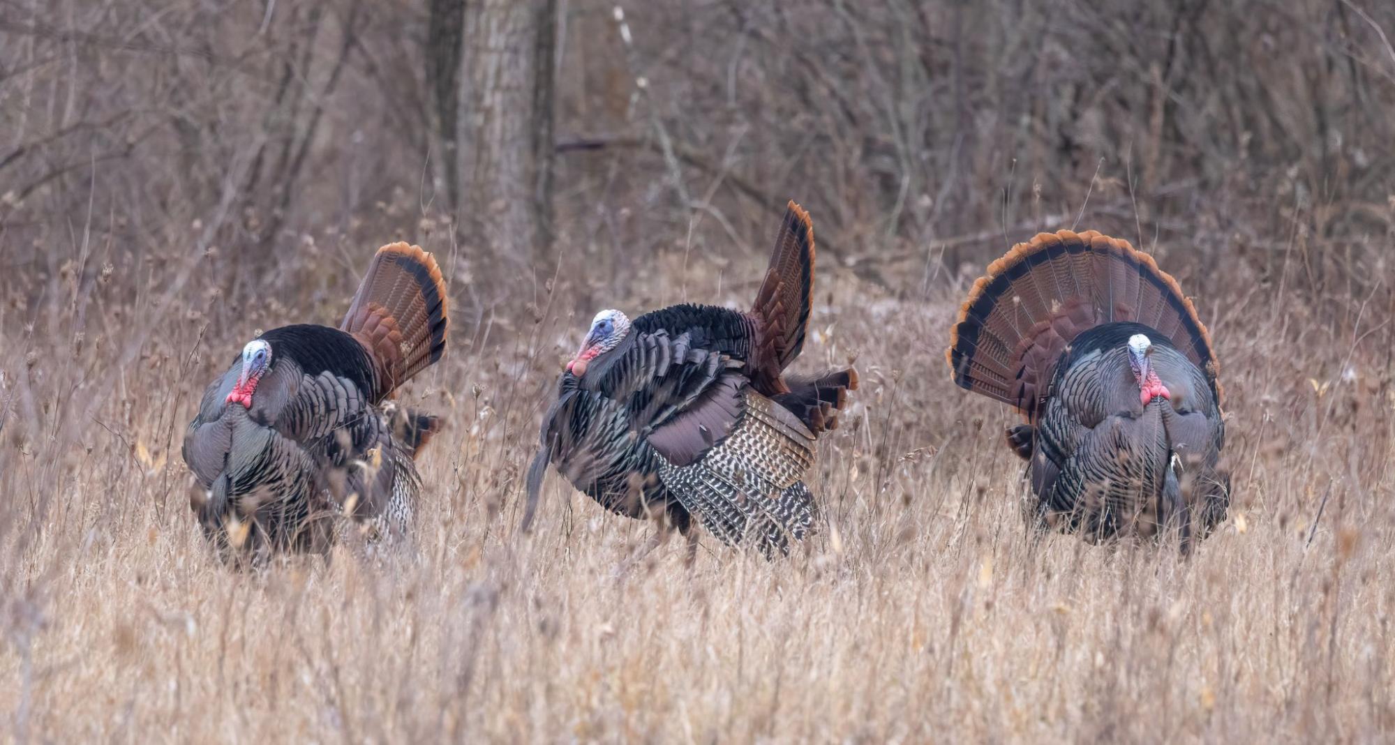 Three wild turkeys standing in tall dry grass with fanned tails in natural woodland setting.