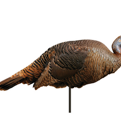 Collection image for: Hunting / Game Calls & Decoys / Turkey Decoys
